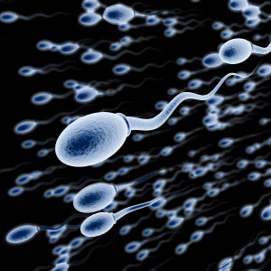 sperm